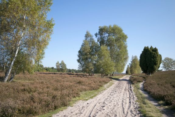 Lüneburger Heide